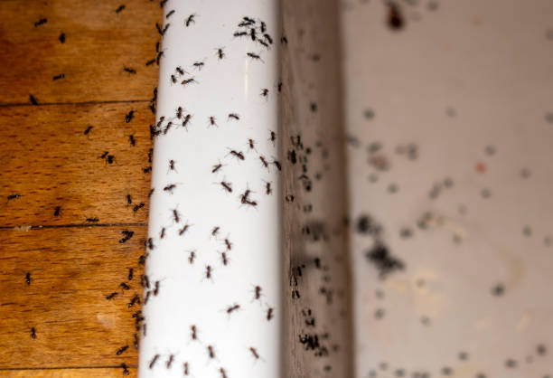 Best Cockroach Control Services  in Oakland, NE