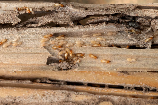 Best Insect Control  in Oakland, NE